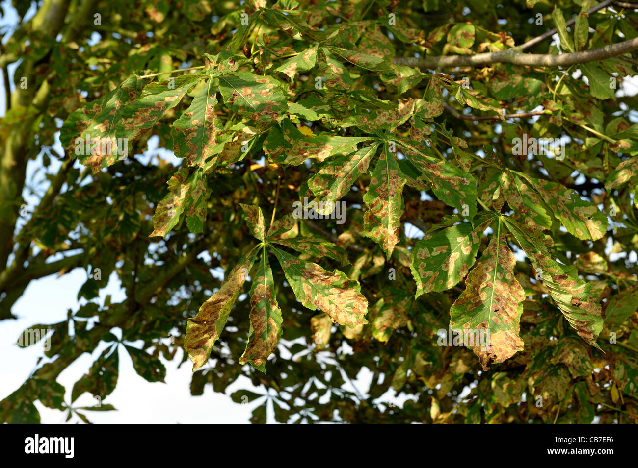 Damage to horse chestnut foliage caused by leafminer (Cameraria ohridella) larvae Stock Photo