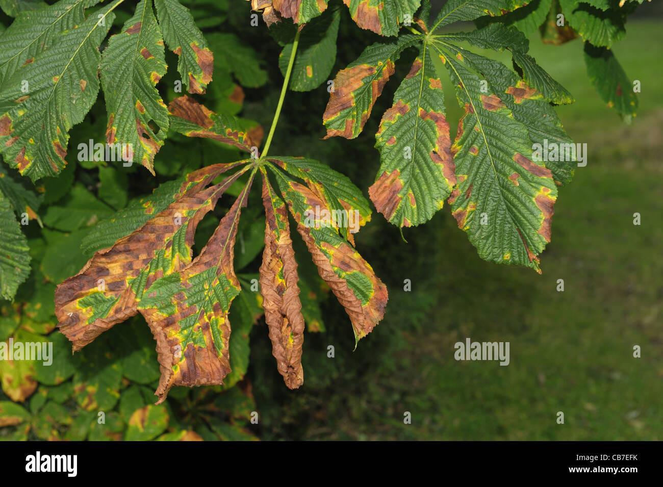 Horse chestnut leaf blotch (Guignardia aesculi) spots on a horse chestnut leaf Stock Photo