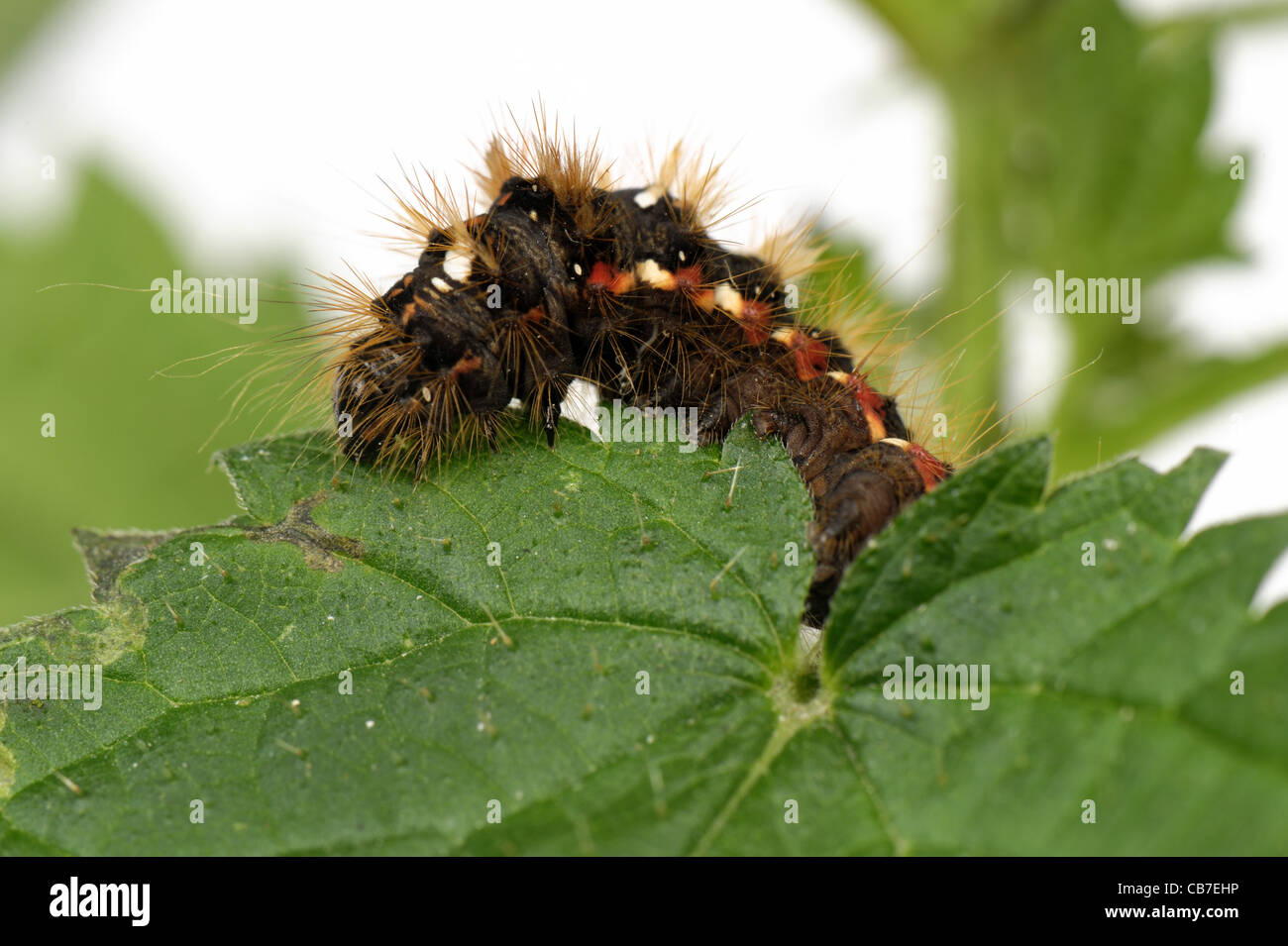 knot-grass-moth-acronicta-rumicis-caterpillar-on-a-leaf-stock-photo