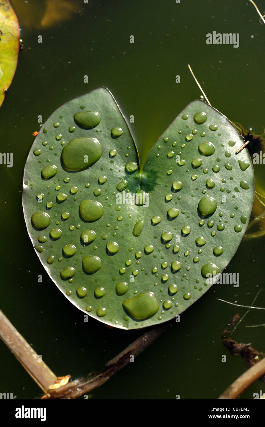 Rain water droplets on water lily leaf on a garden pond Stock Photo - Alamy
