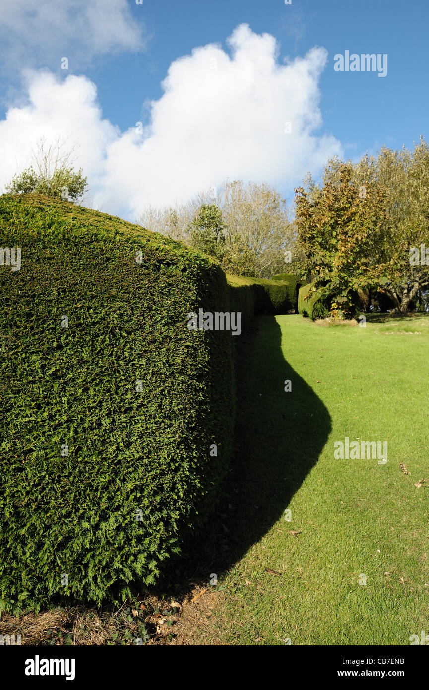 Leyland cypress hedge (Cupressocyparis leylandii) recently cut and shaped deep autumn shadow on fine Stock Photo