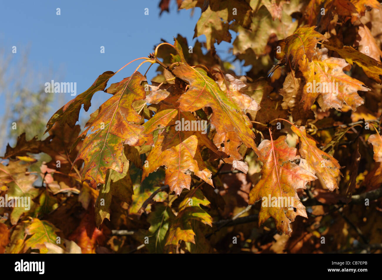 Autumn foliage on red oak (Quercus rubra) on fine autumn day, Devon Stock Photo