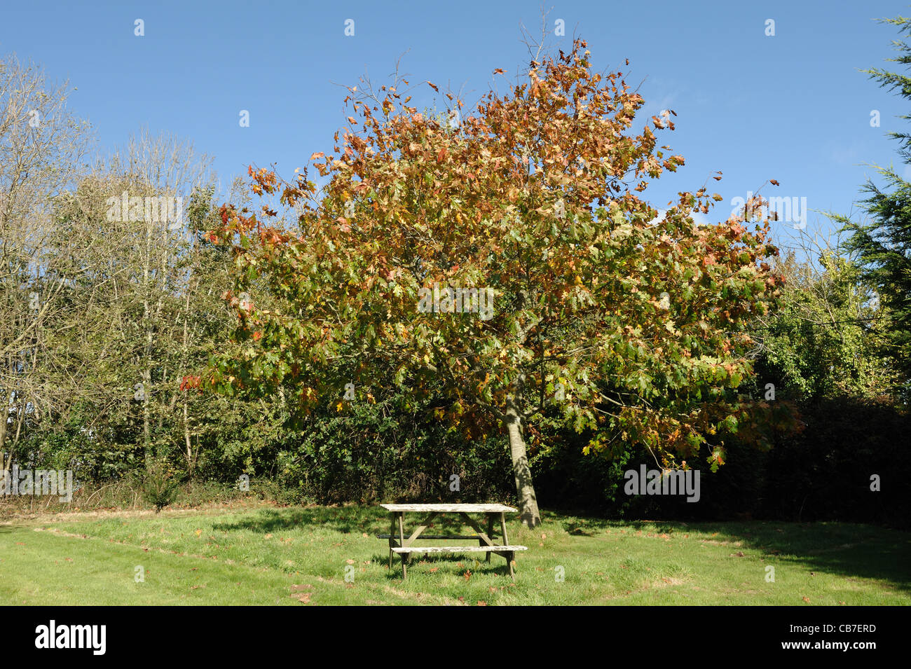 Red oak (Quercus rubra) tree in autumn colour on fine day, Devon Stock Photo
