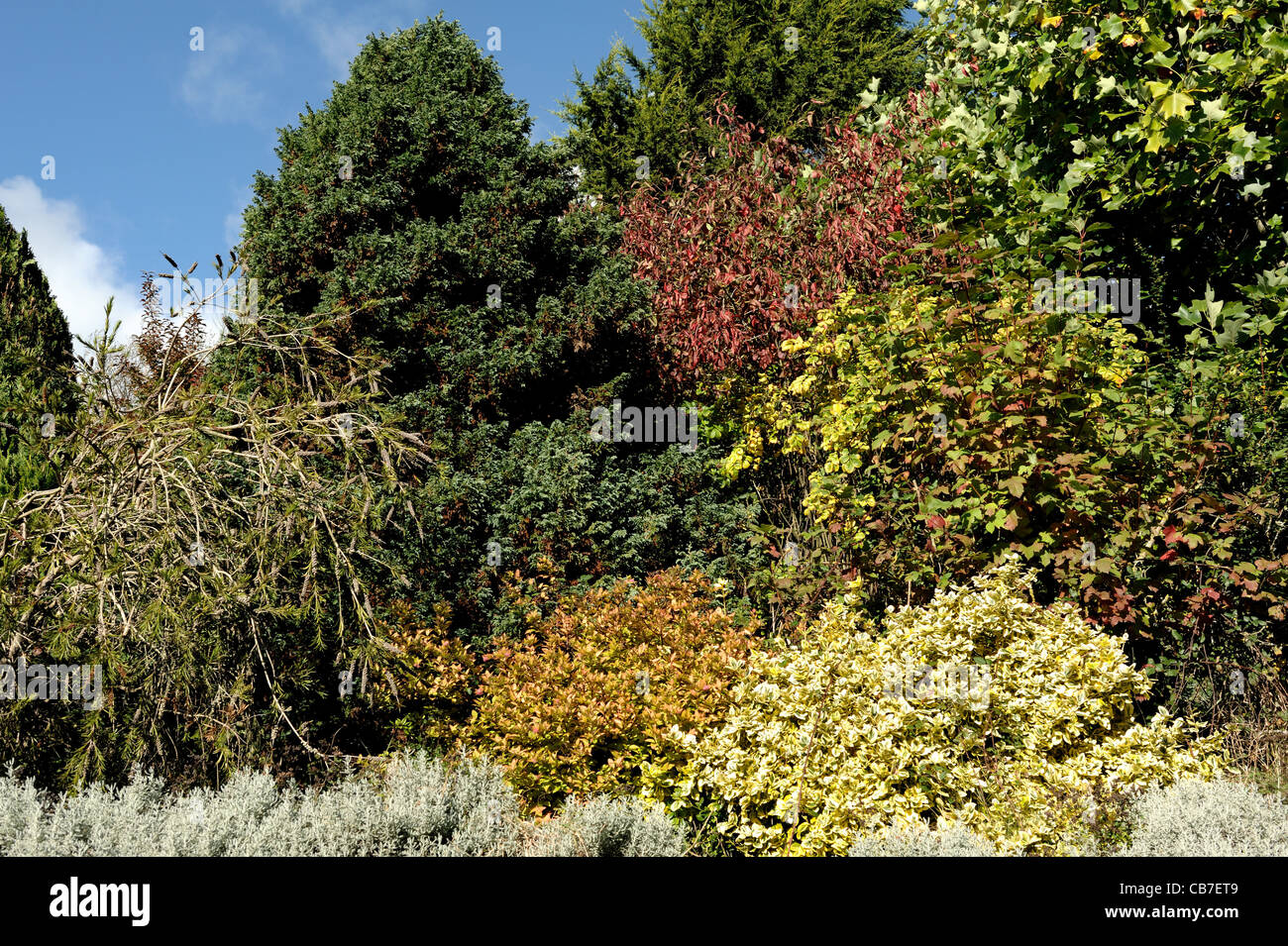 Terraced Devon garden shrubs and small trees with a range of autumn colours Stock Photo