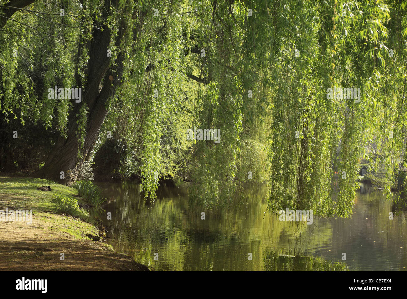 Beautiful place in a park on a riverside under the willow tree. Stock Photo