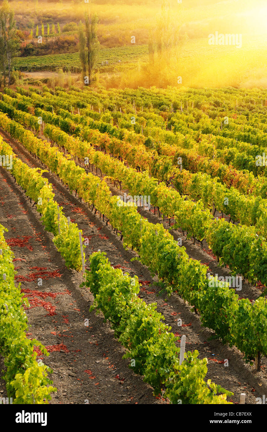 Sunset over a vineyard in the fall season Stock Photo