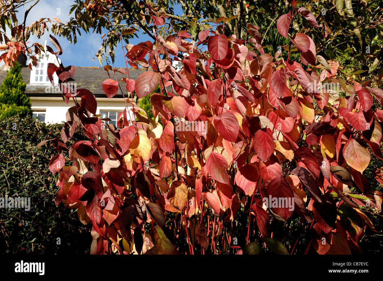 Red autumn coloured leaves of red stemmed dogwood (Cornus alba) Stock Photo