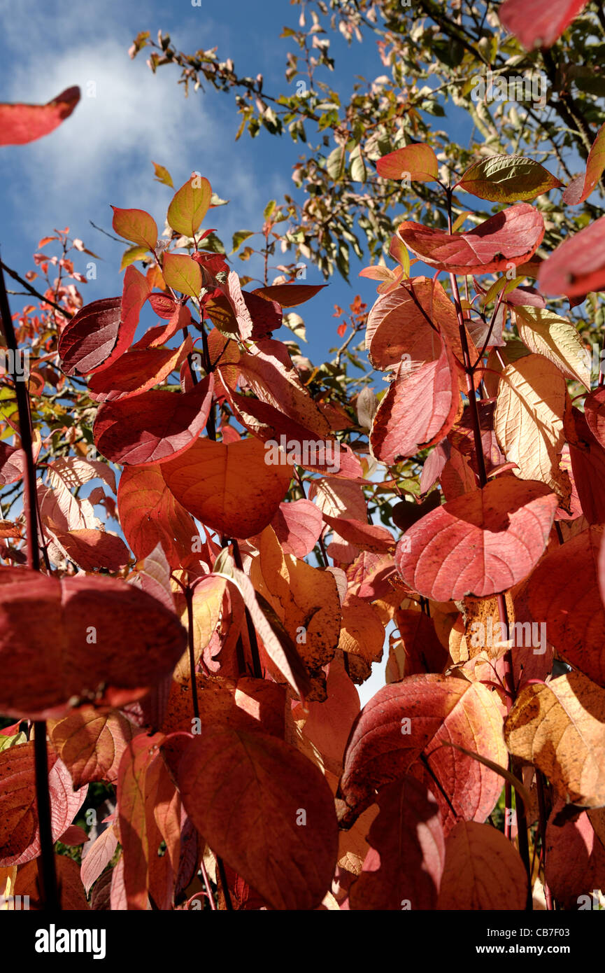 Red autumn coloured leaves of red stemmed dogwood (Cornus alba) Stock Photo
