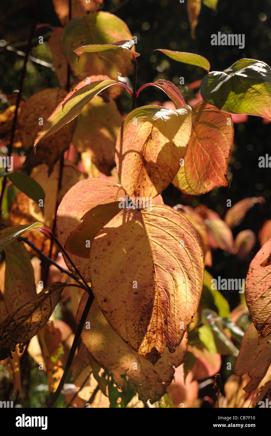 Red yellow autumn coloured leaves of red stemmed dogwood (Cornus alba) Stock Photo