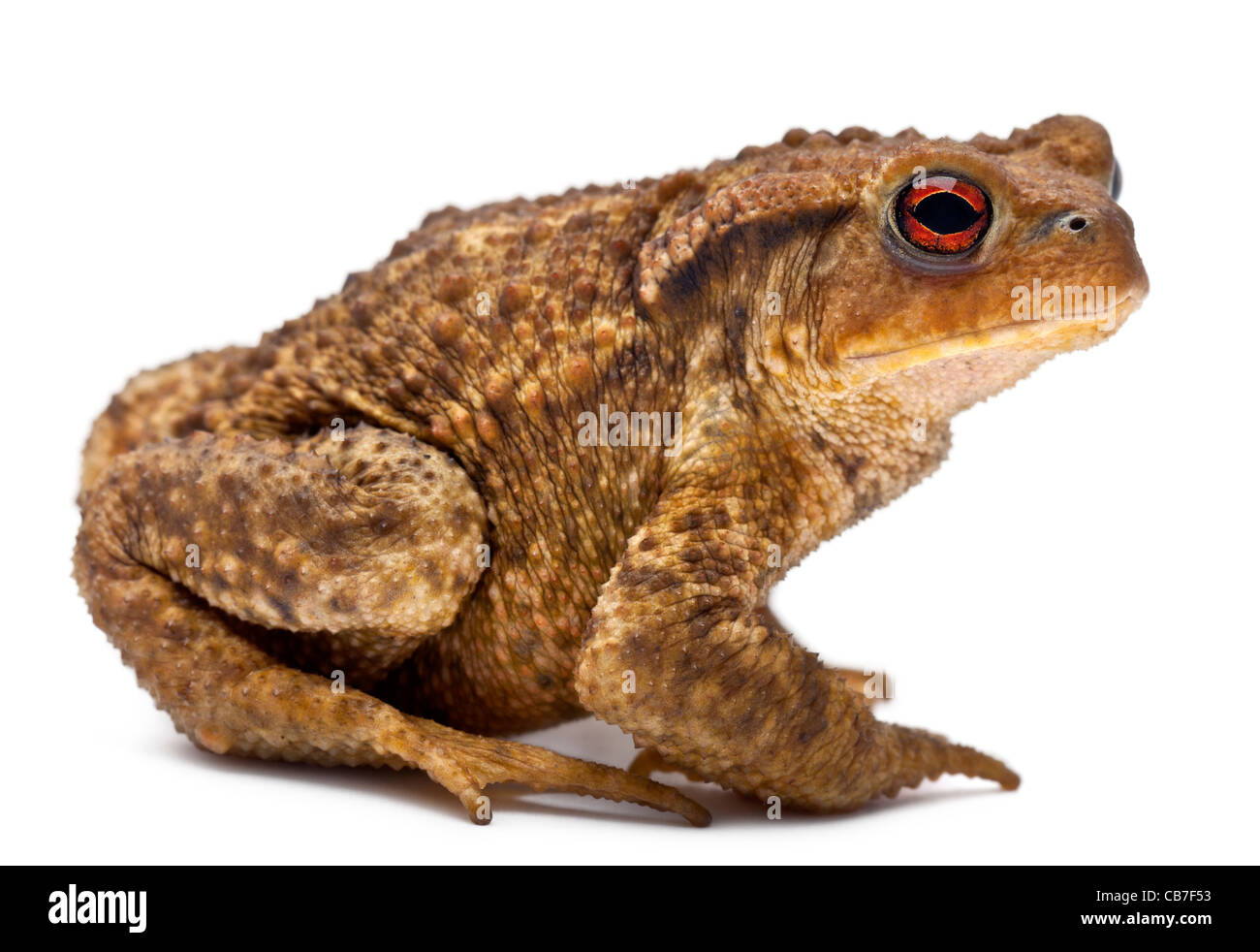 Common toad, bufo bufo, in front of white background Stock Photo