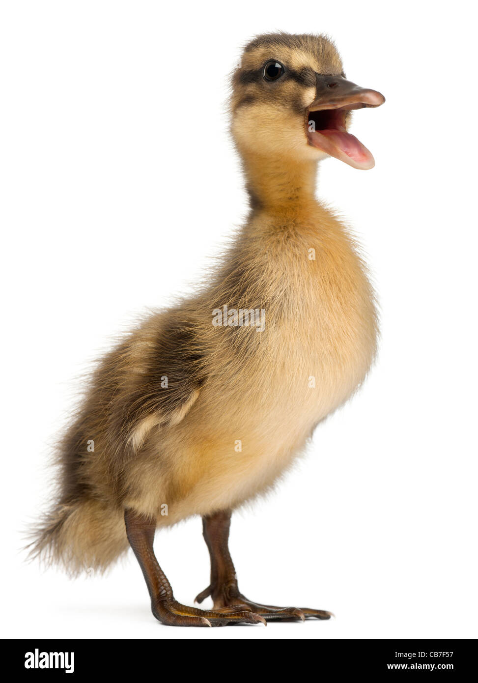 Mallard or wild duck, Anas platyrhynchos, 3 weeks old, in front of white background Stock Photo