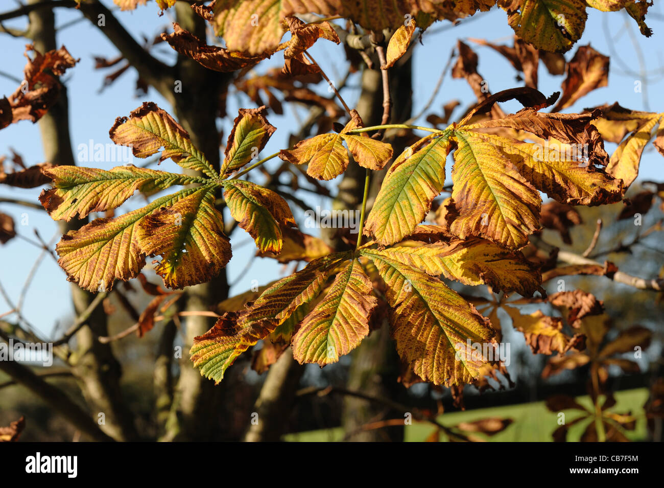 Horse chestnut (Aesculus hippocastanum) leaves in autumn colour Stock Photo