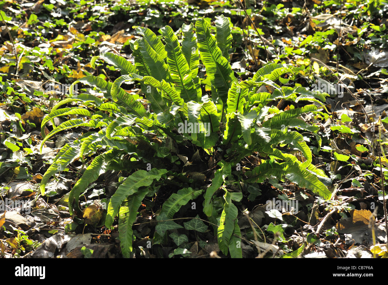 Harts tongue fern (Asplenium scolopendrium) on a woodland floor in autumn Stock Photo