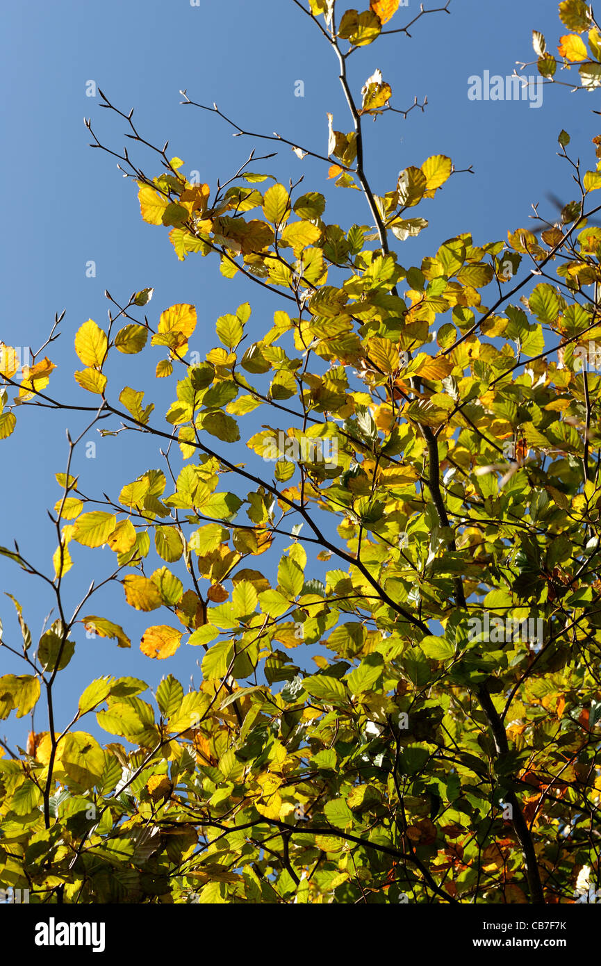 Beech leaves beginning to change colour in autumn against a blue sky Stock Photo