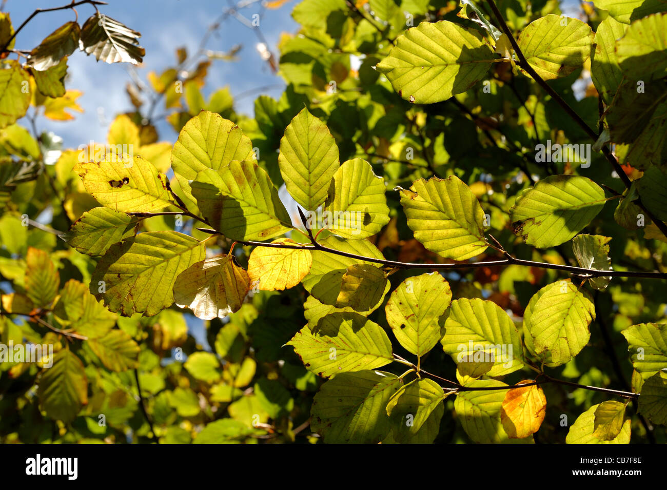 Beech leaves beginning to change colour in autumn against a blue sky Stock Photo