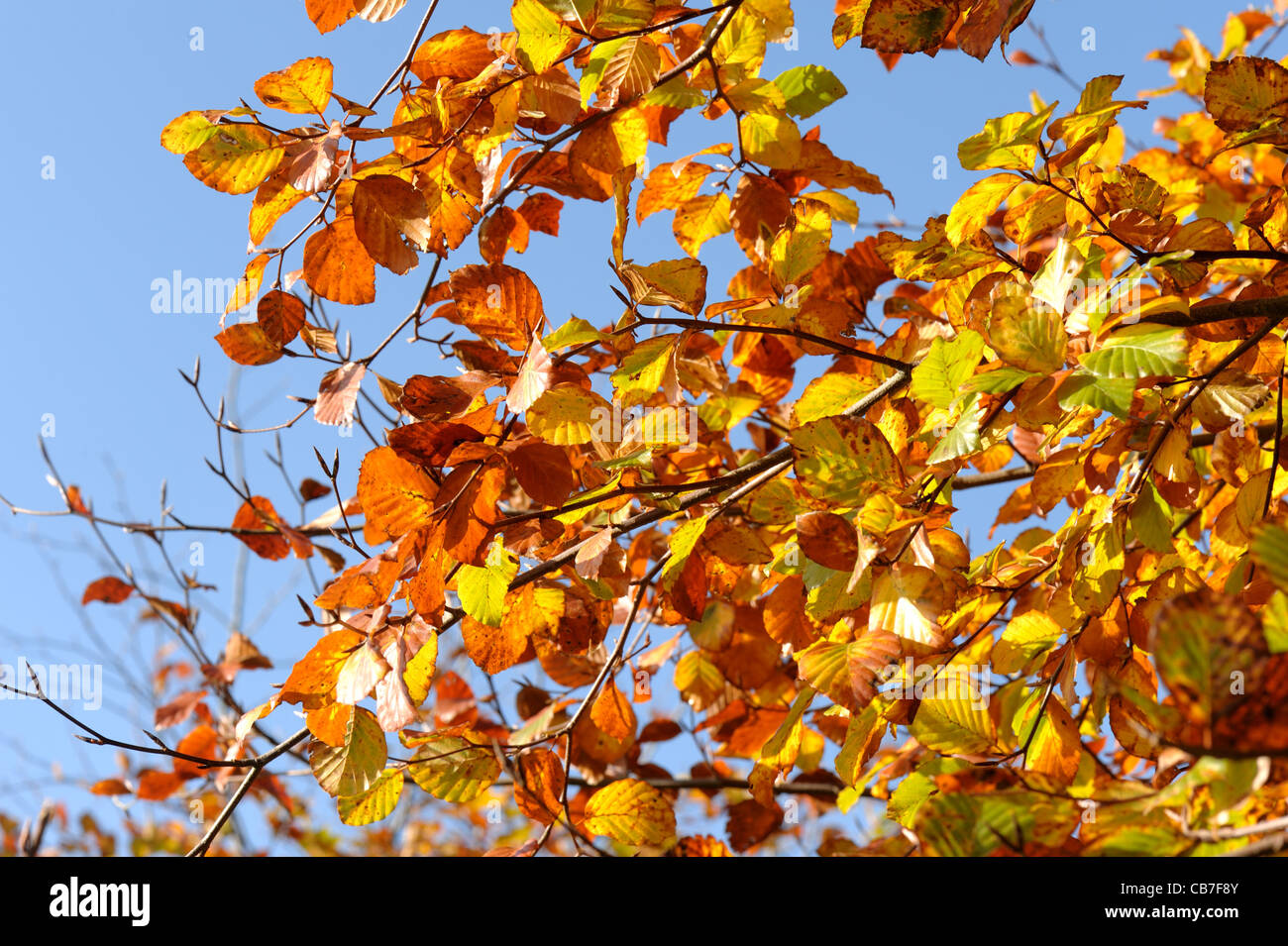 Rich golden beech leaves in autumn colour against a blue sky Stock Photo