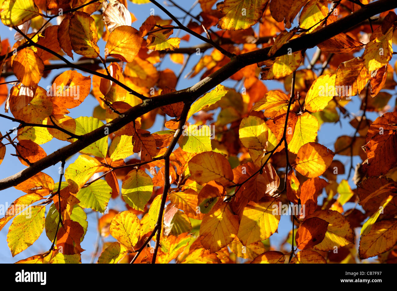 Rich golden beech leaves in autumn colour against a blue sky Stock Photo