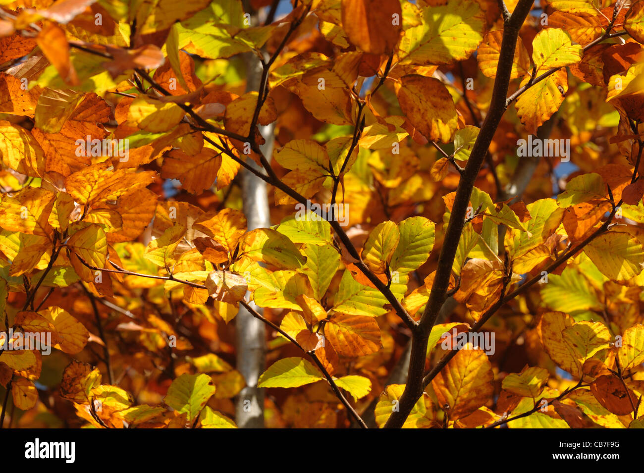 Rich golden beech leaves in autumn colour against a blue sky Stock Photo