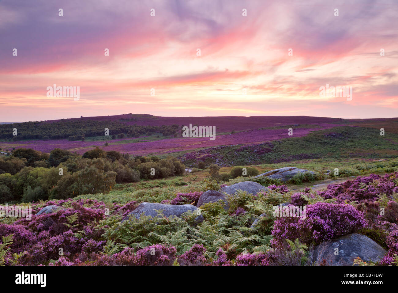 Peak District heather in all its glory, Burbage Quarries Stock Photo