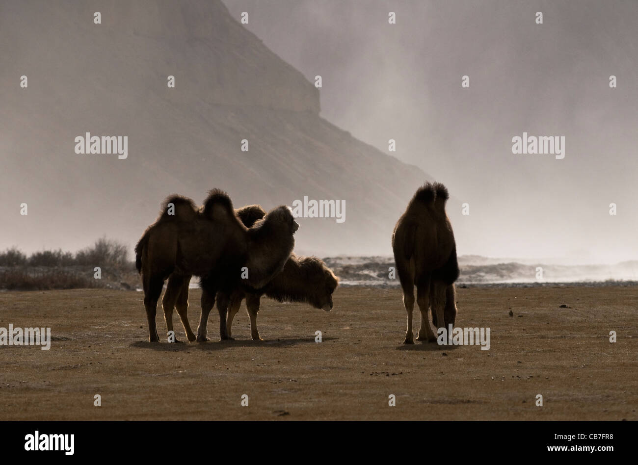 Double hump camels grazing as a big sand storm approaches them from behind. Stock Photo