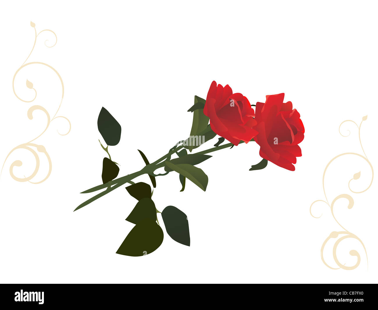 Summer saint rose roses hi-res stock photography and images - Alamy