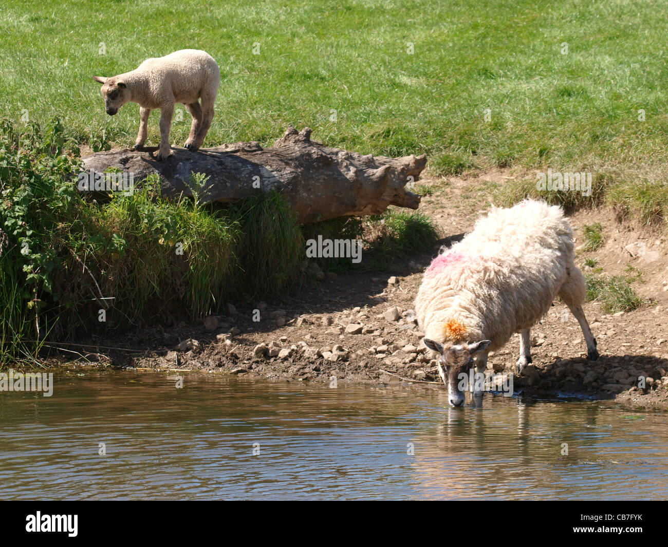 Sheep drinking from river hires stock photography and images Alamy