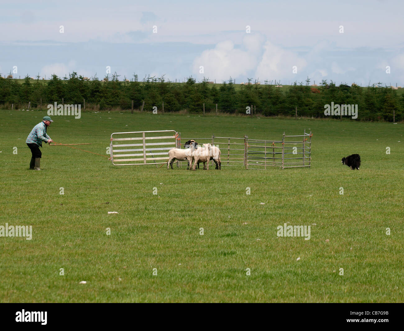 Sheep dog trials, Cornwall, UK Stock Photo