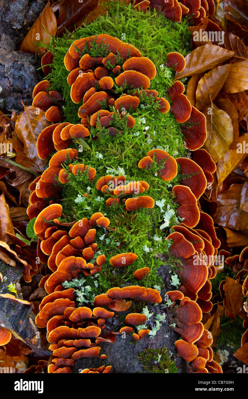 Turkey Tail mushroom (Trametes versicolor). Stock Photo