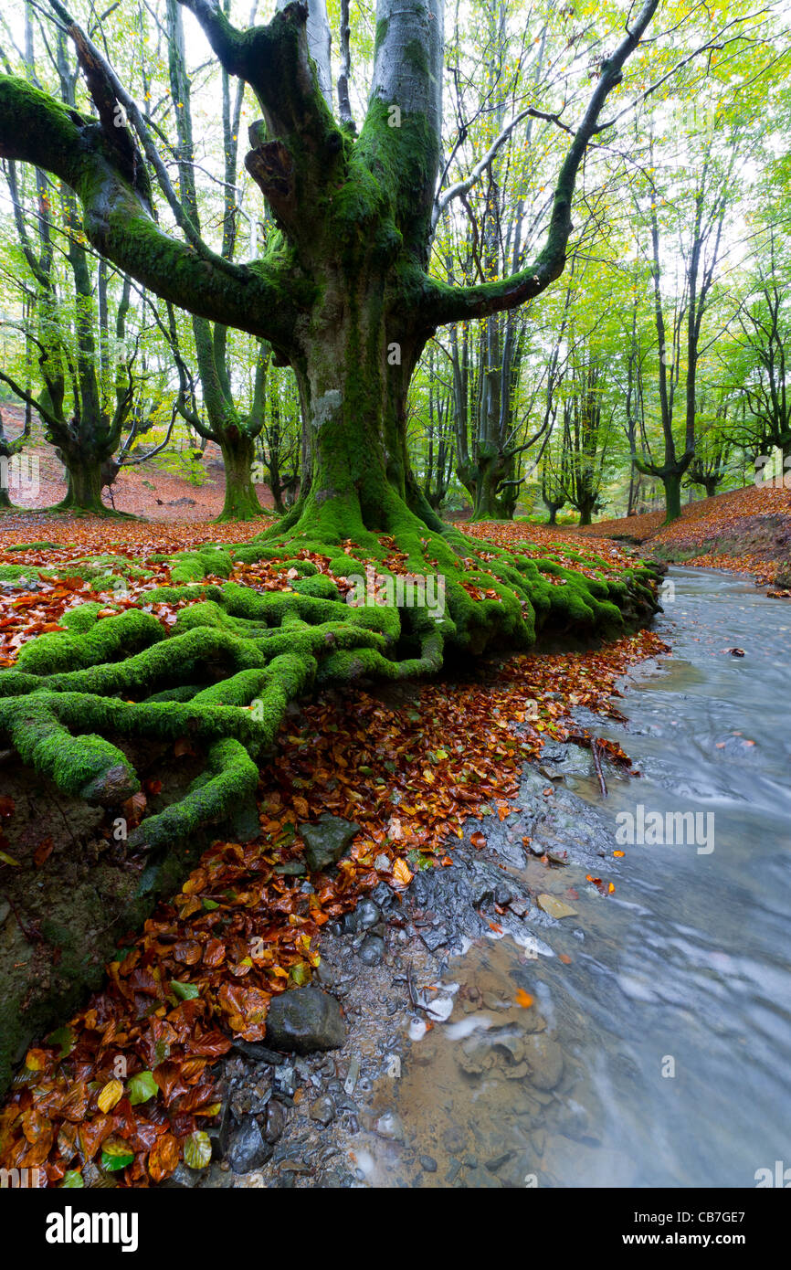 Barazar hi-res stock photography and images - Alamy