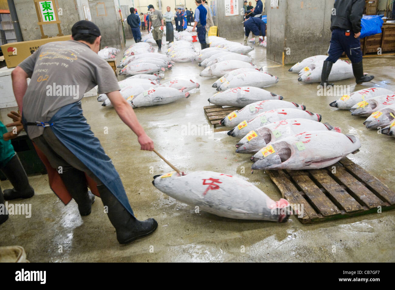 A man hauling frozen tuna at the Tsukiji Fish Market Tokyo Japan Stock Photo