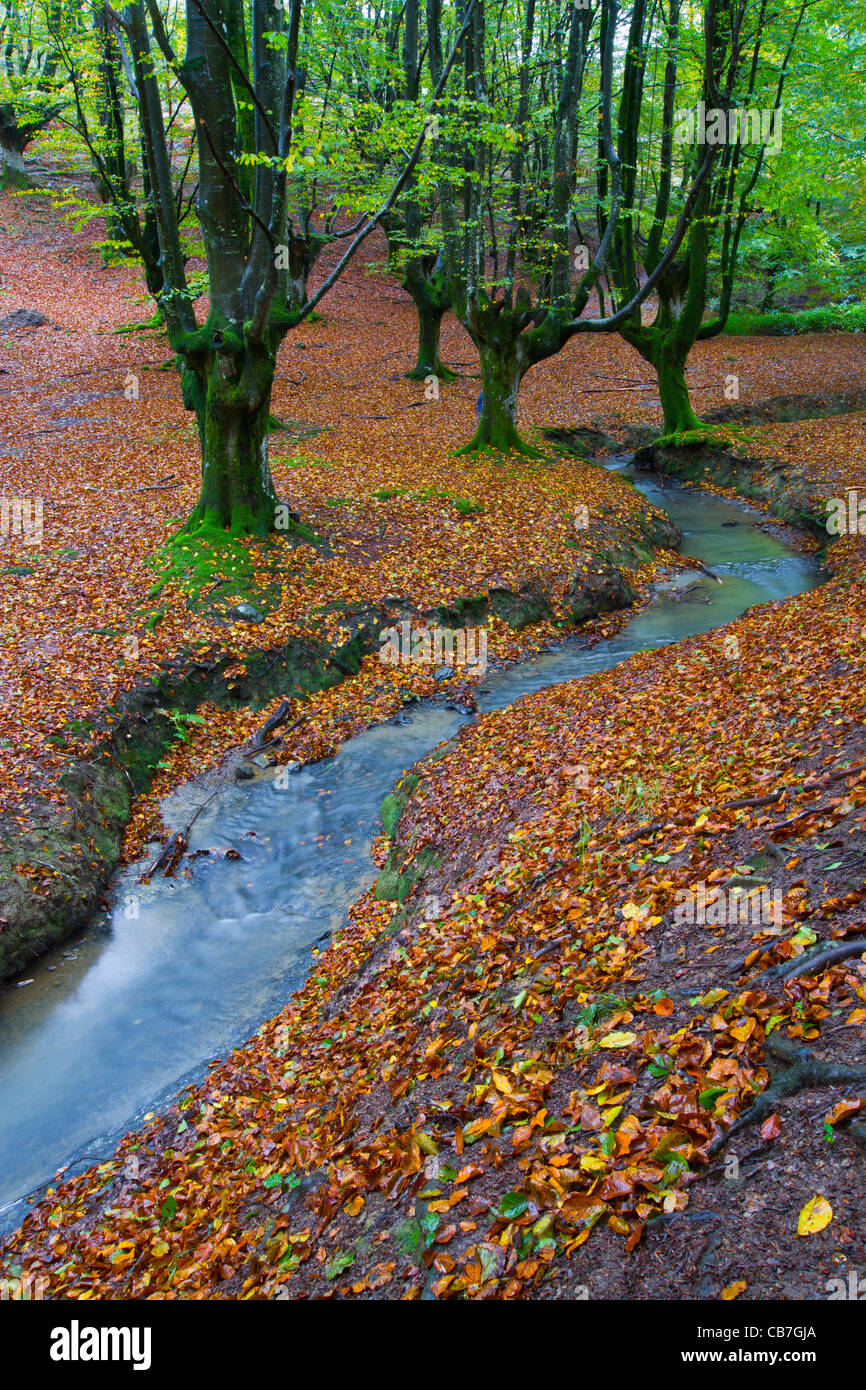 Otzarreta beechwood. Barazar port. Biscay, Basque Country, Spain Stock  Photo - Alamy