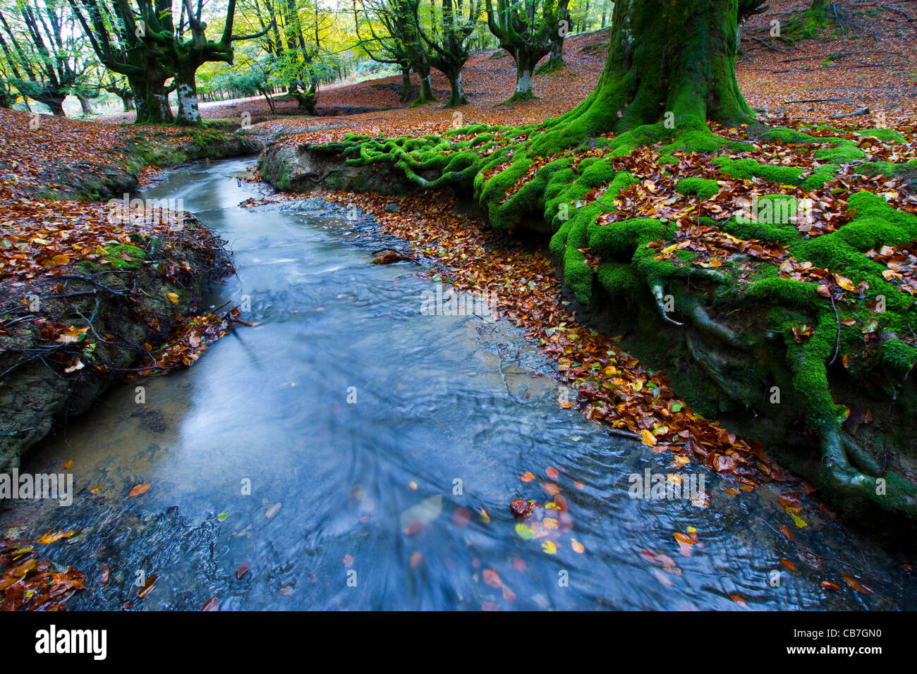 Otzarreta beechwood. Barazar port. Biscay, Basque Country, Spain Stock  Photo - Alamy