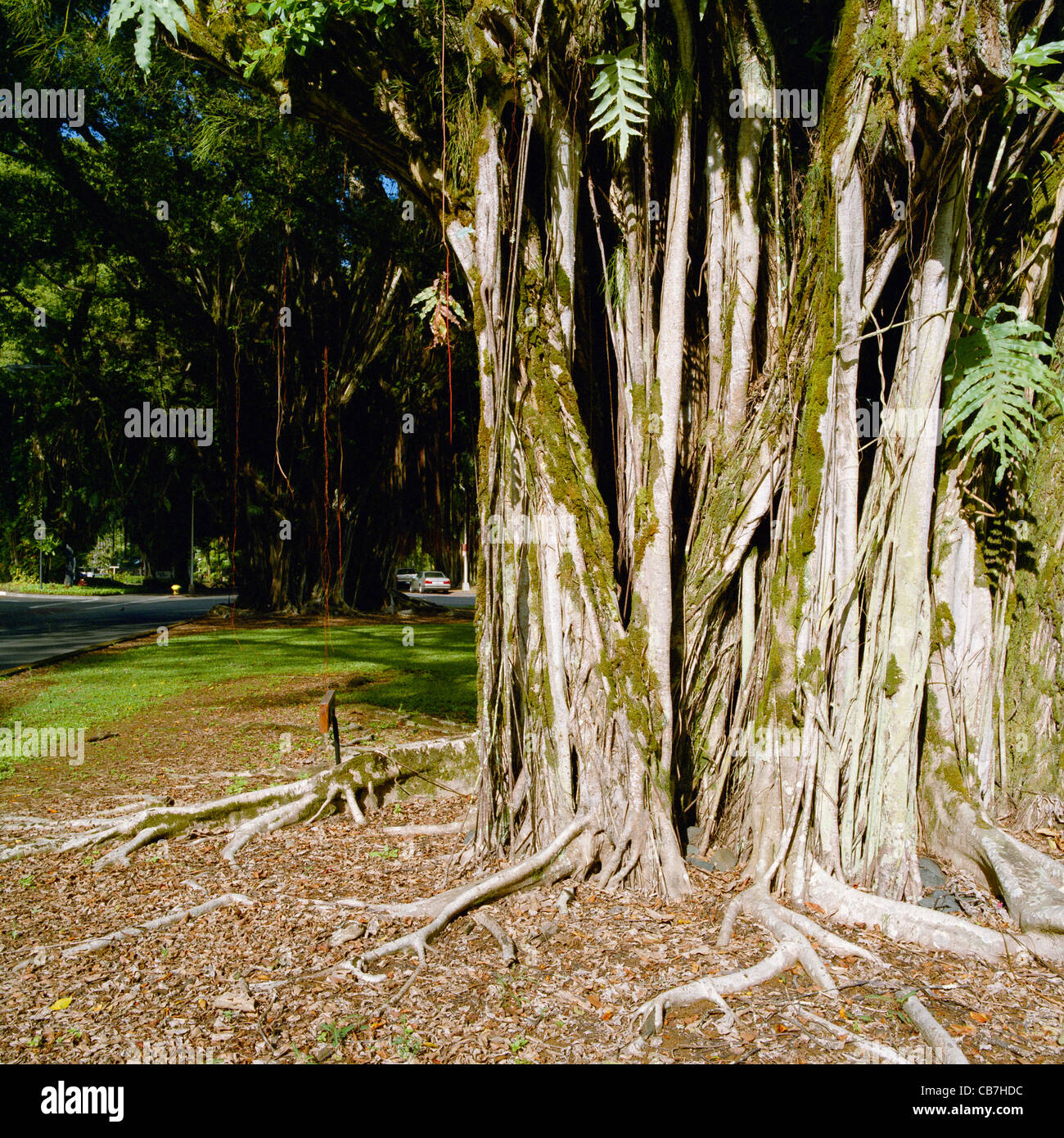 Banyan Drive Hilo Big Island Hawaii Stock Photo - Alamy