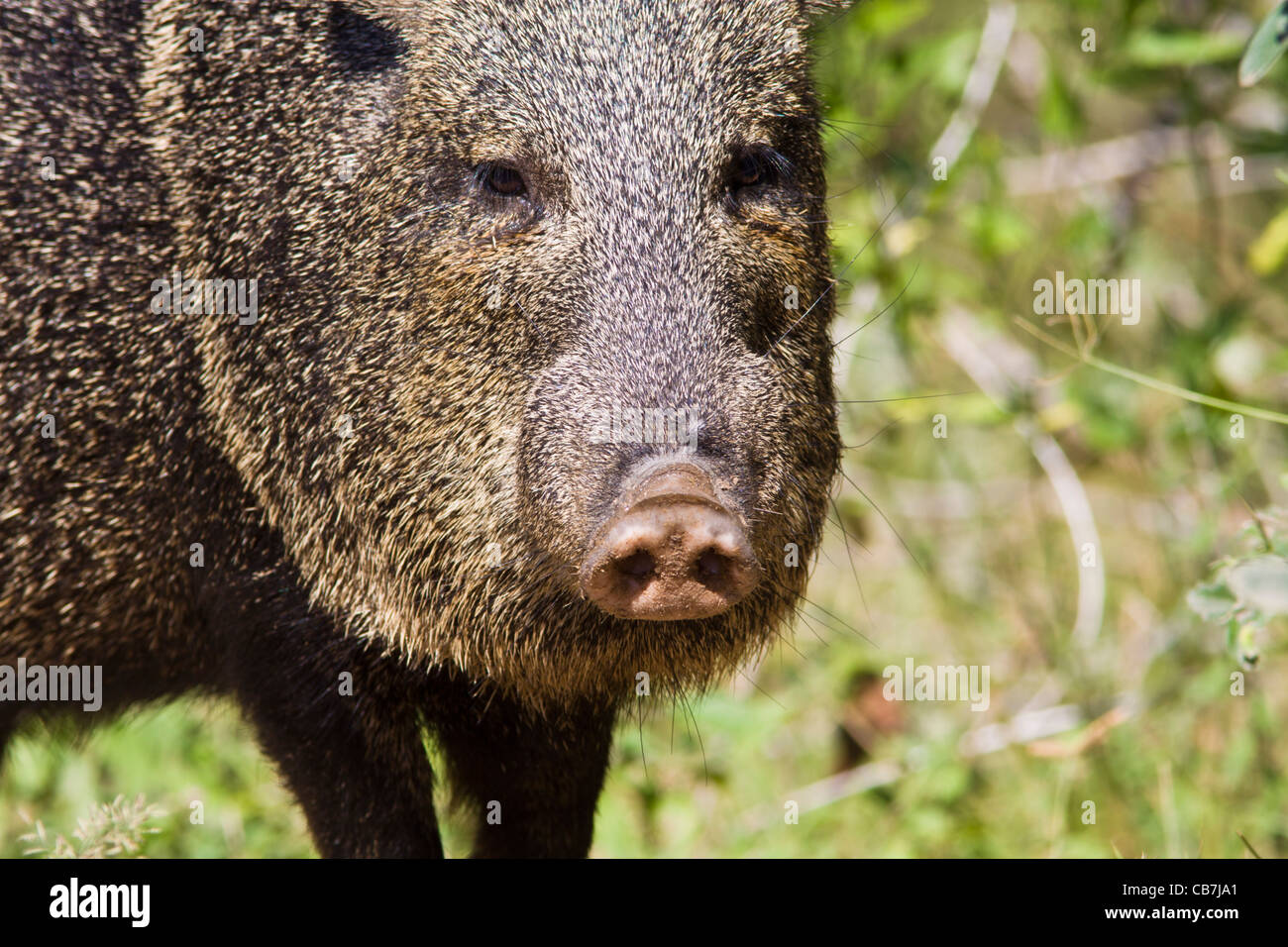 Javelina or Collared Peccary, Pecari tajacu, in South Texas Stock Photo