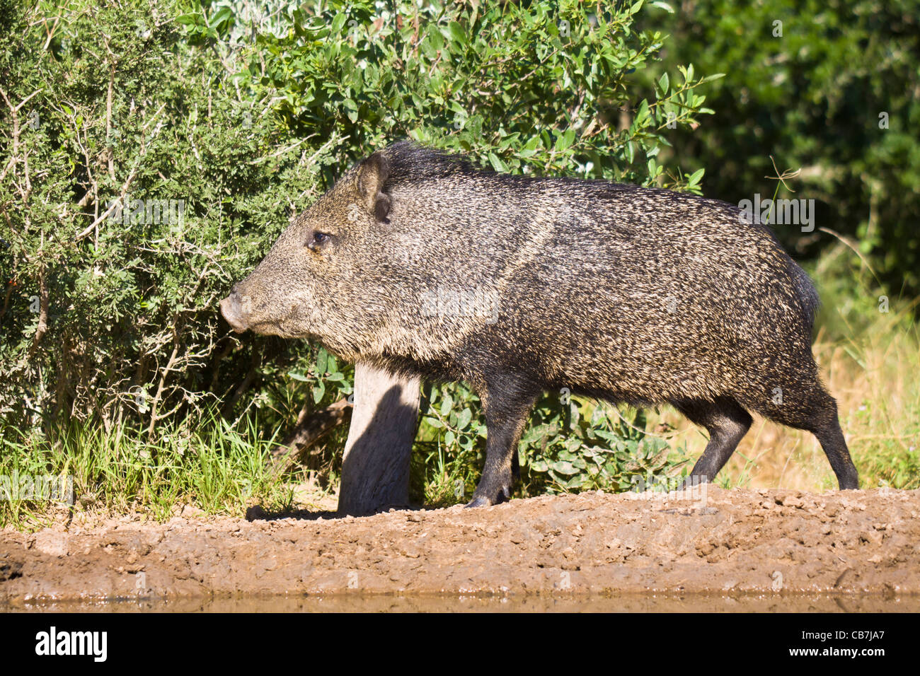 Javelina or Collared Peccary, Pecari tajacu, in South Texas. Stock Photo