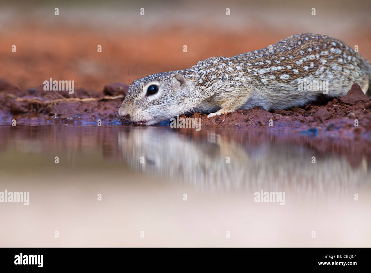 Mexican Ground Squirrel, Spermophilus mexicanus, at a pond in South Texas. Stock Photo
