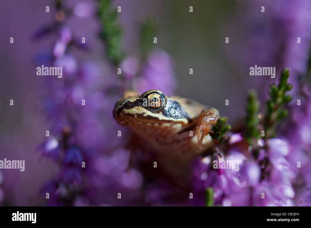 A frog sitting amongst purple flowers Stock Photo