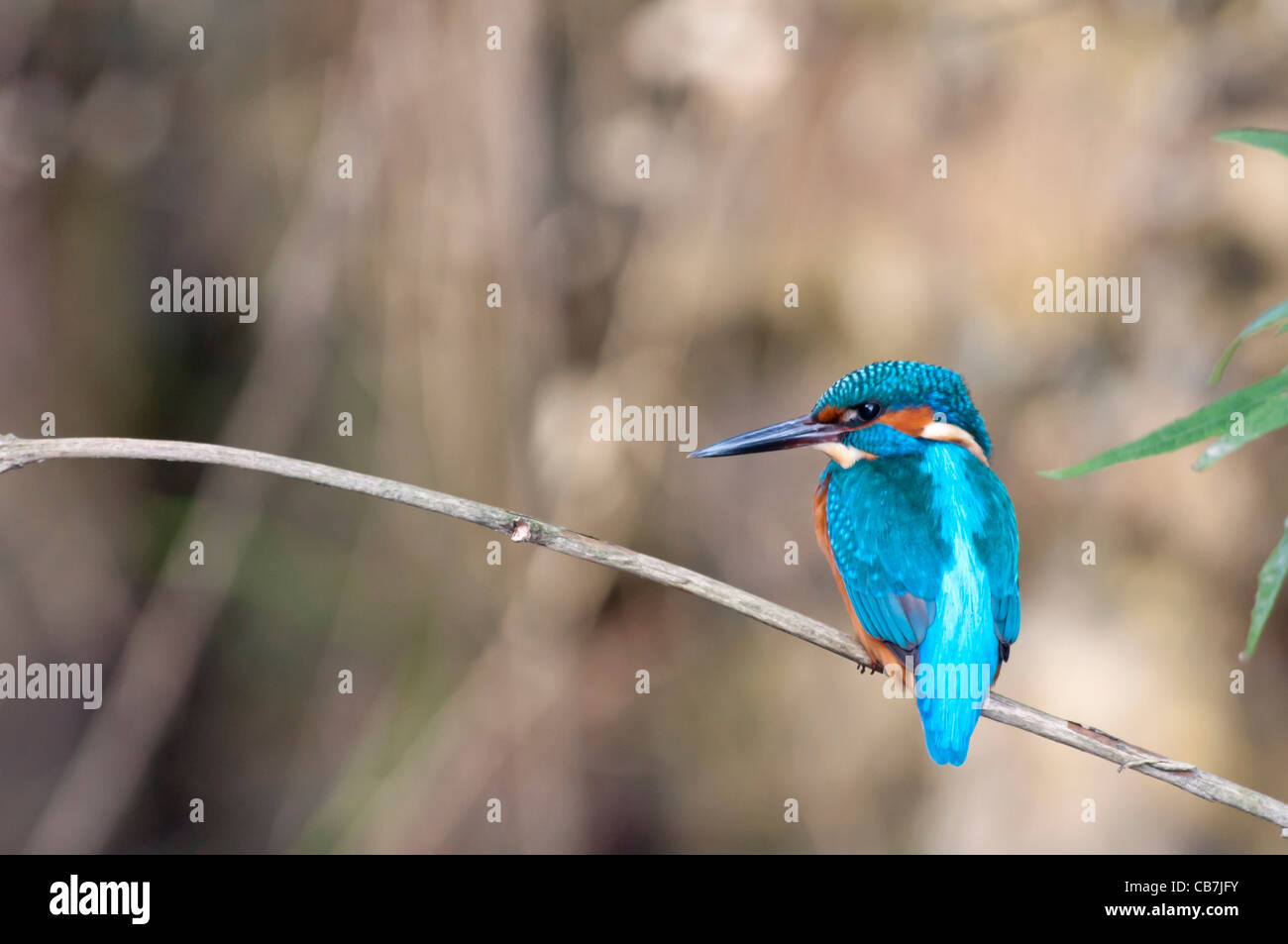 A kingfisher looking for fish Stock Photo