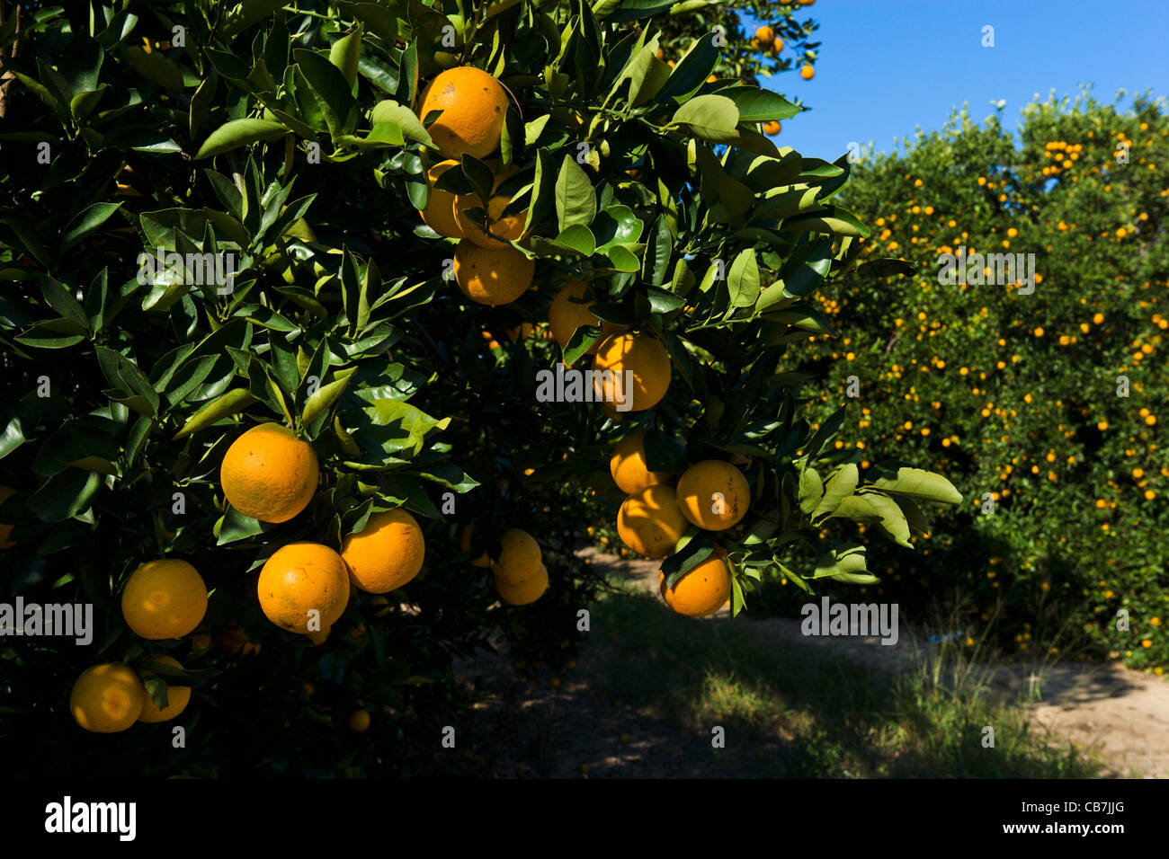 Orange groves near Haines City in Central Florida, USA Stock Photo
