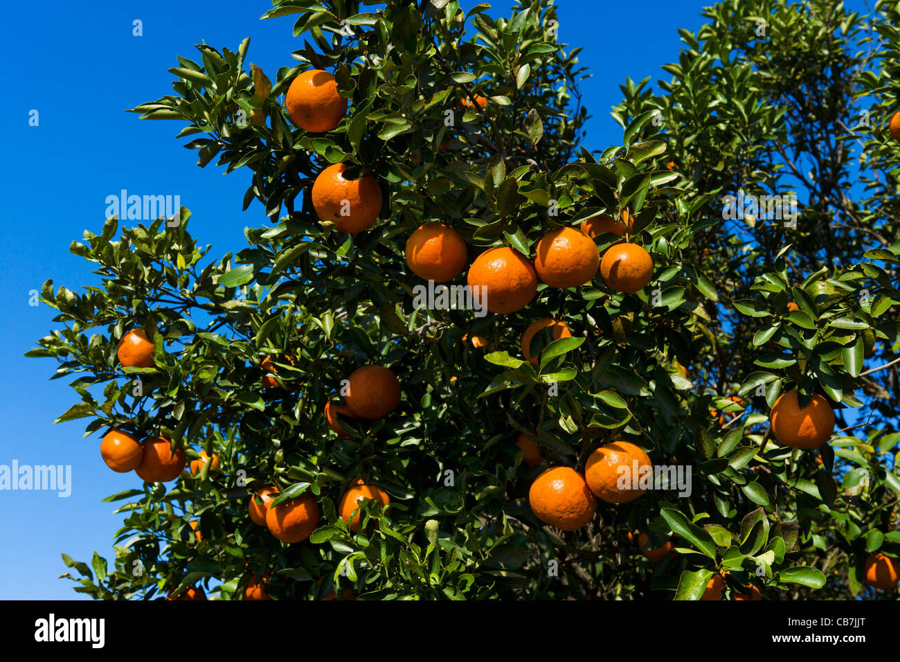 Orange groves near Haines City in Central Florida, USA Stock Photo