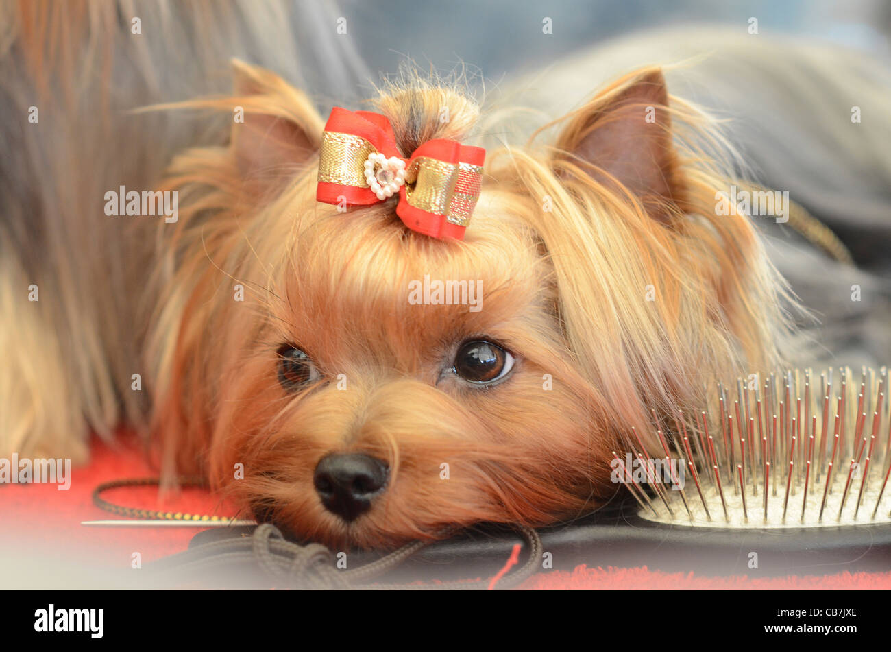 Smallest sales yorkie breed