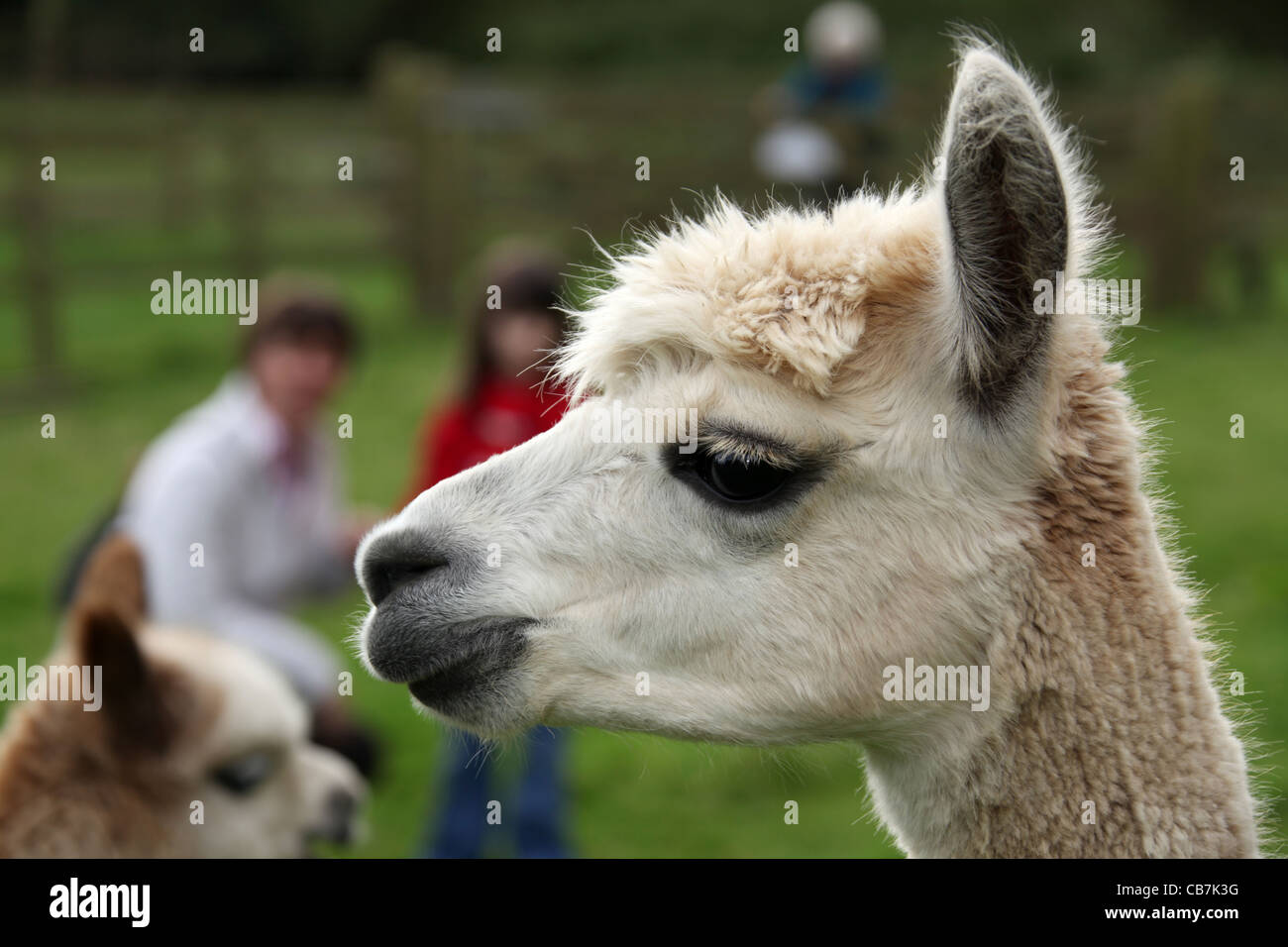 Cholmondeley Castle Gardens. Alpacas at Cholmondeley Castle farm Stock ...