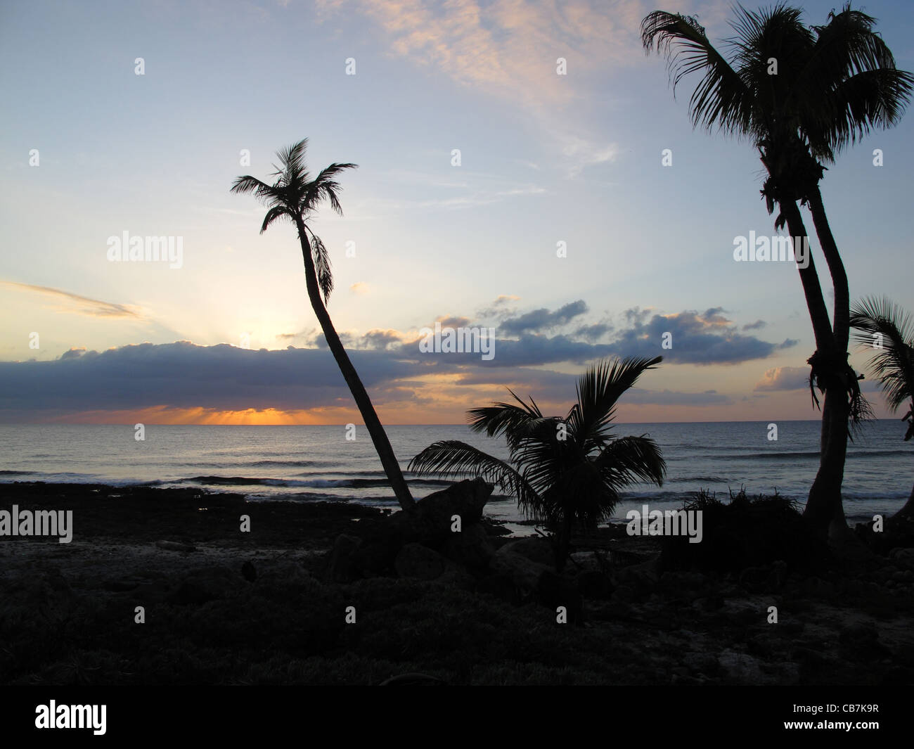 Palm tree on a sea shore at sunrise Stock Photo - Alamy