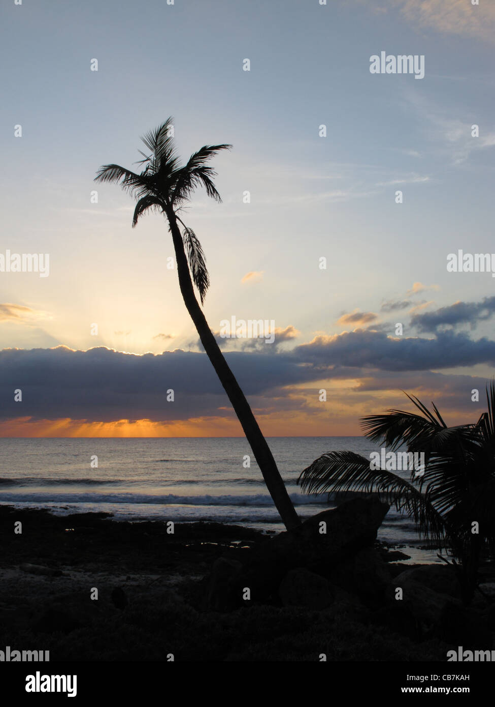 Sea sunrise palm tree on hi-res stock photography and images - Alamy