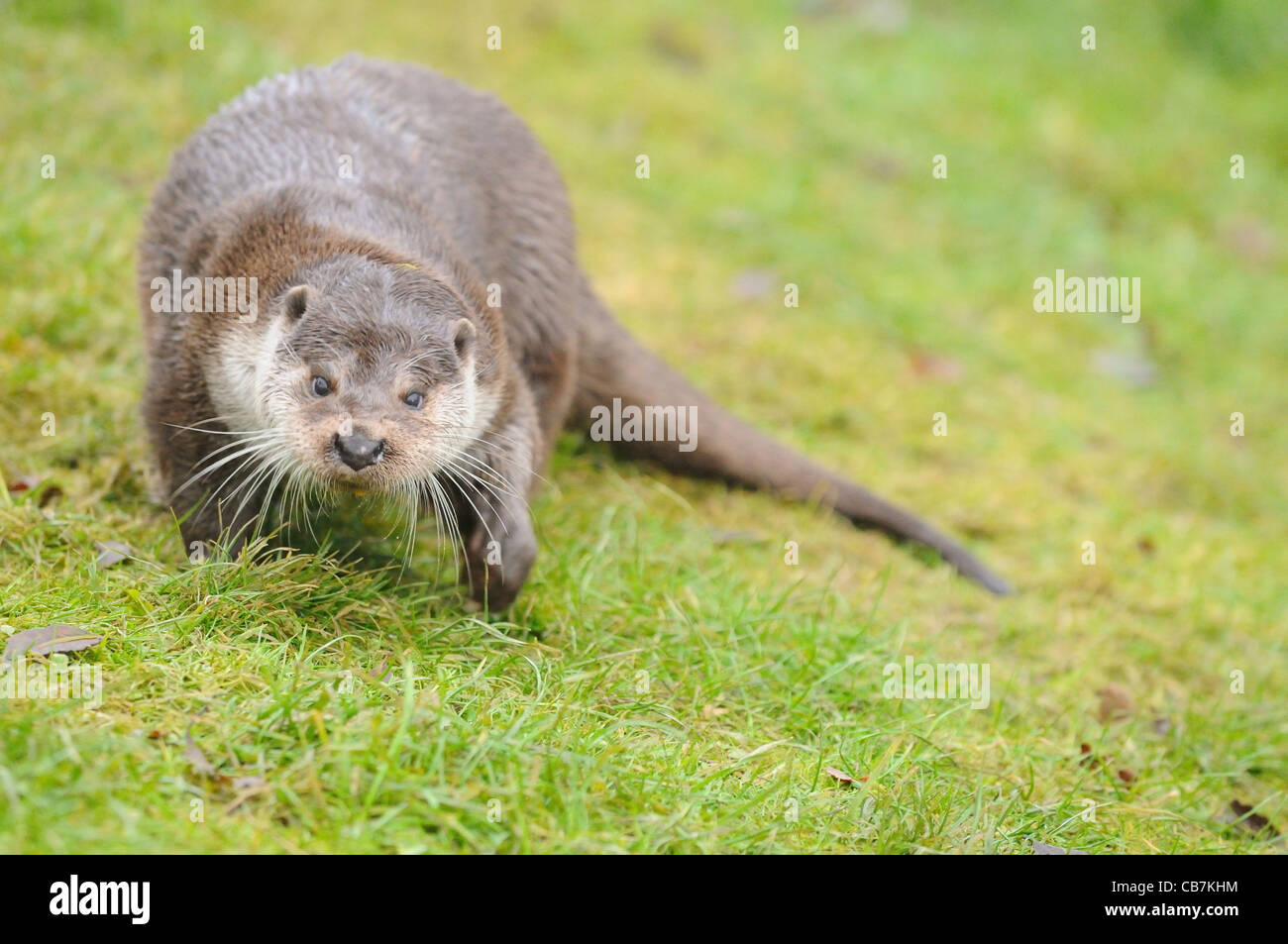 An otter walking Stock Photo - Alamy