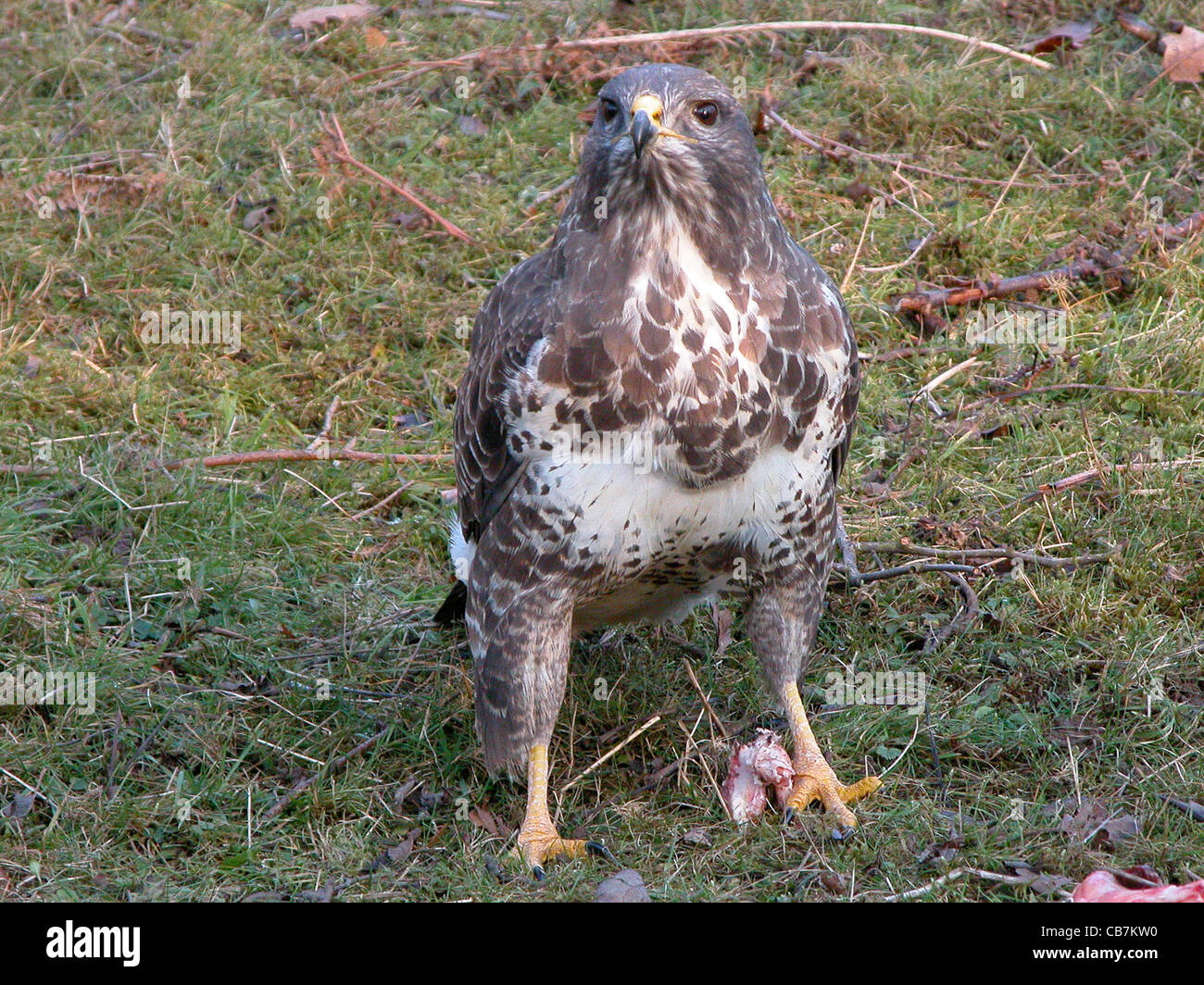 Short rounded and broad wings hi-res stock photography and images - Alamy