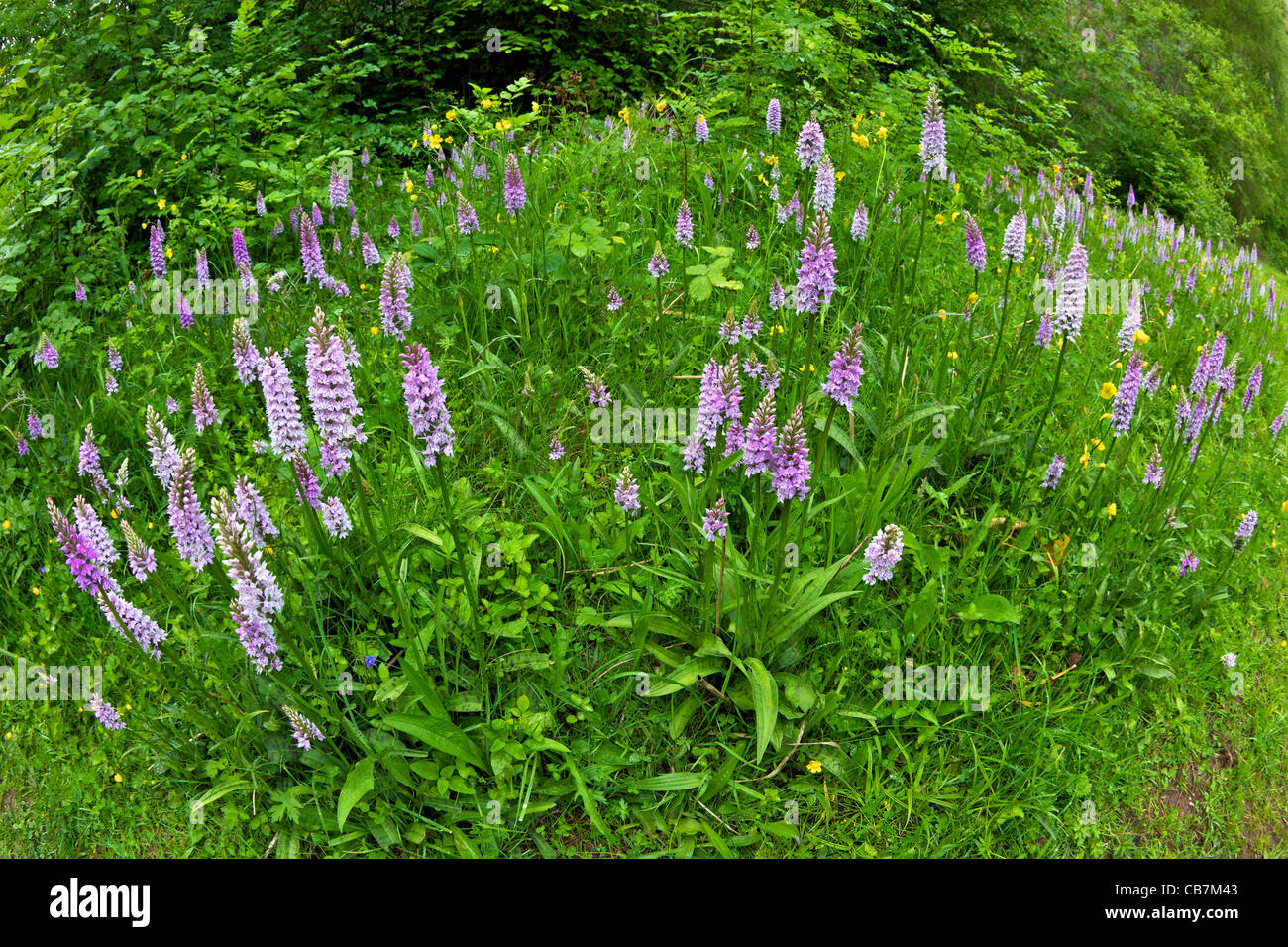 Common Spotted Orchid, Dactylorhiza fuchsii, in Llanymynech Nature Reserve near Oswestry in June, Shropshire, England, UK, Unite Stock Photo