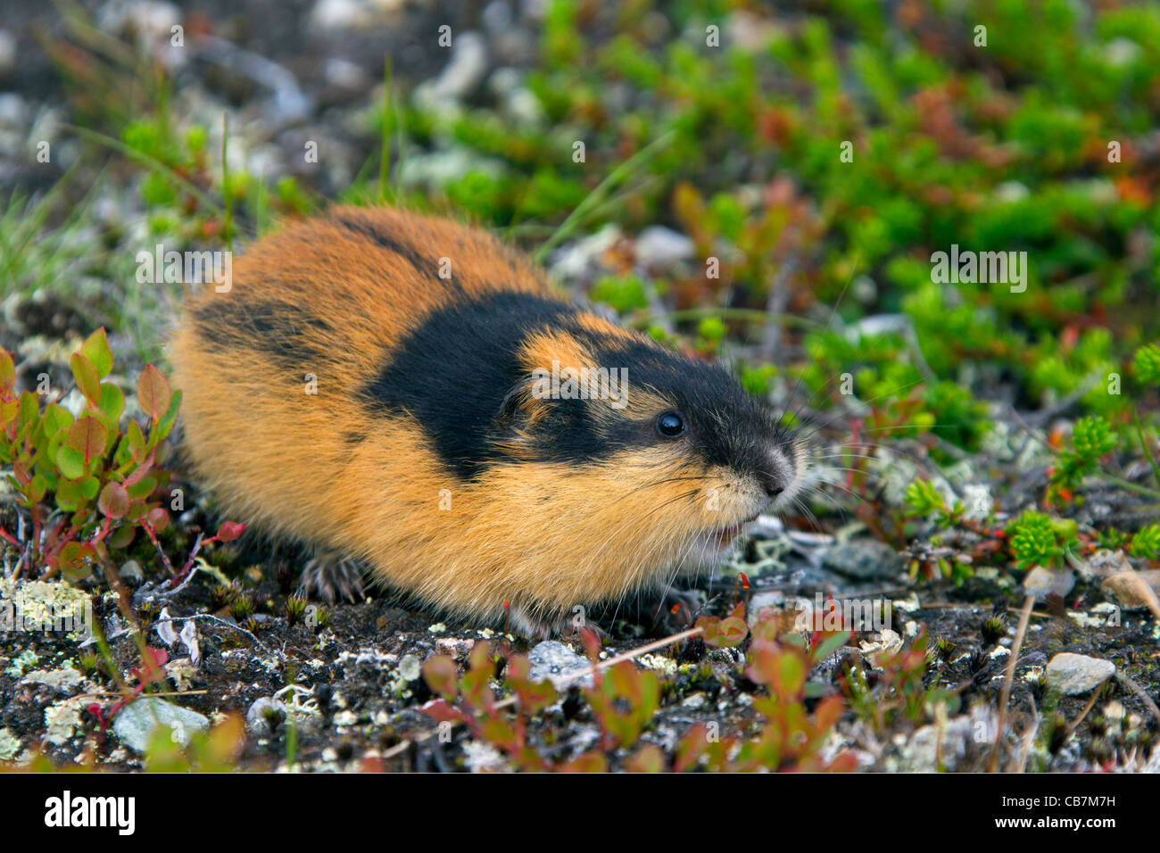 The Norway lemming is a small rodent that looks like a hamster. Lemmings  live in cold, snowy places in northern Europe, namely Norway. Discover more  about these clever mammals in All About