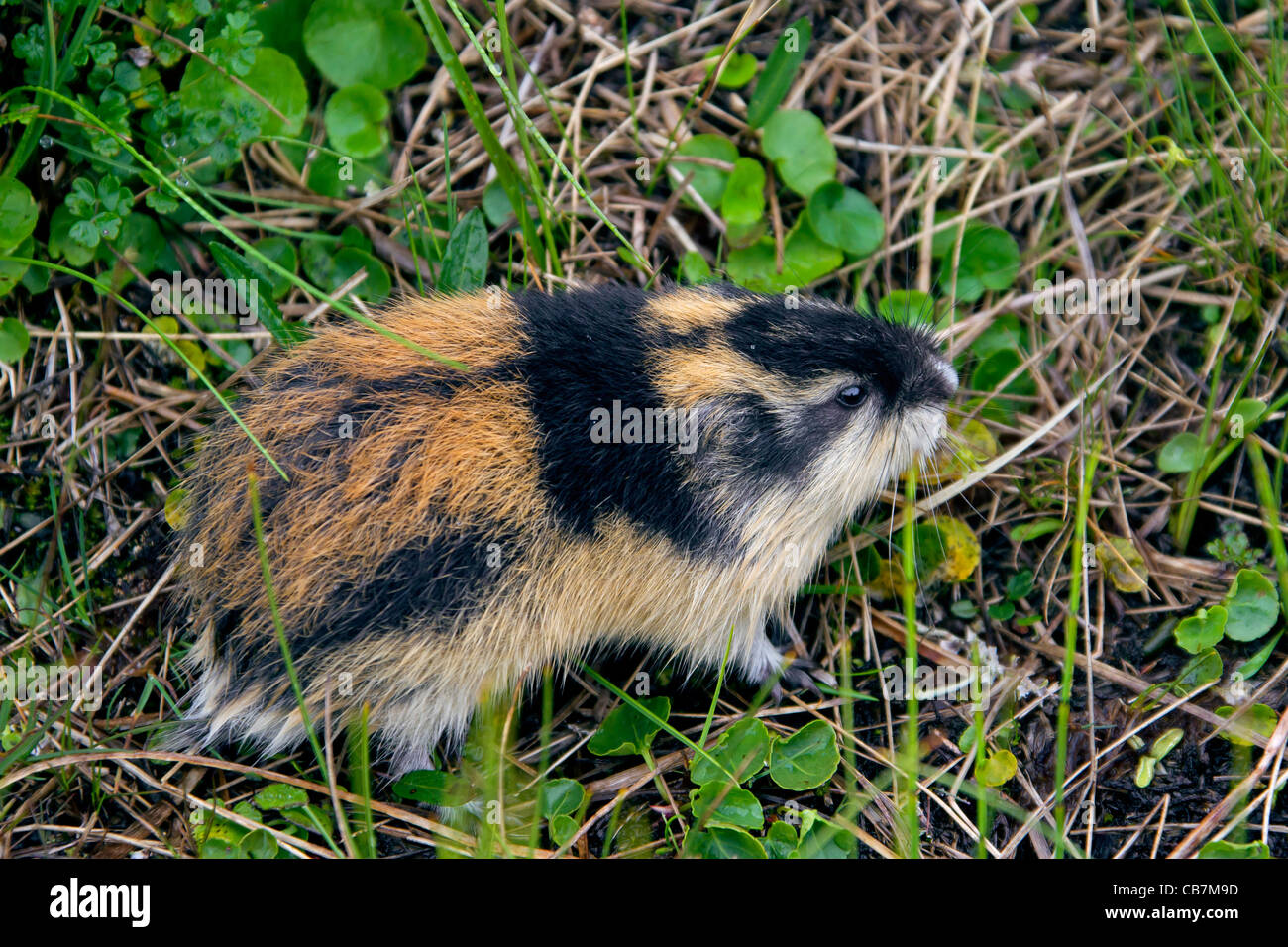 Norwegian Lemming (Lemmus lemmus), Setesdal Vesthei - Ryfylkeheiane  Landscape Conservation Area