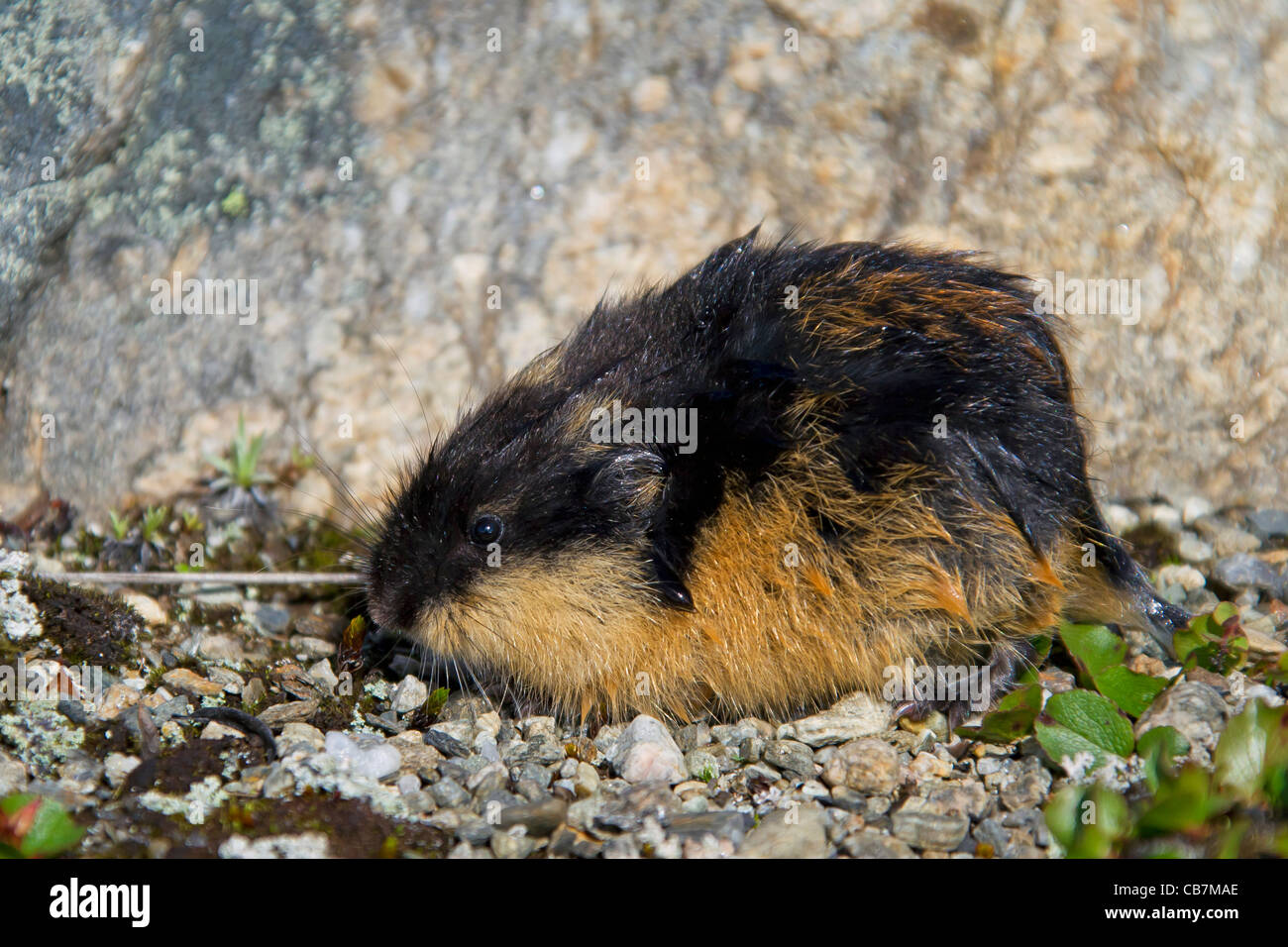 Norwegian Lemming (Lemmus lemmus), Setesdal Vesthei - Ryfylkeheiane  Landscape Conservation Area